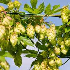 Houblon commun